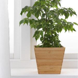 bambou wood Pot de fleur dekwoo 